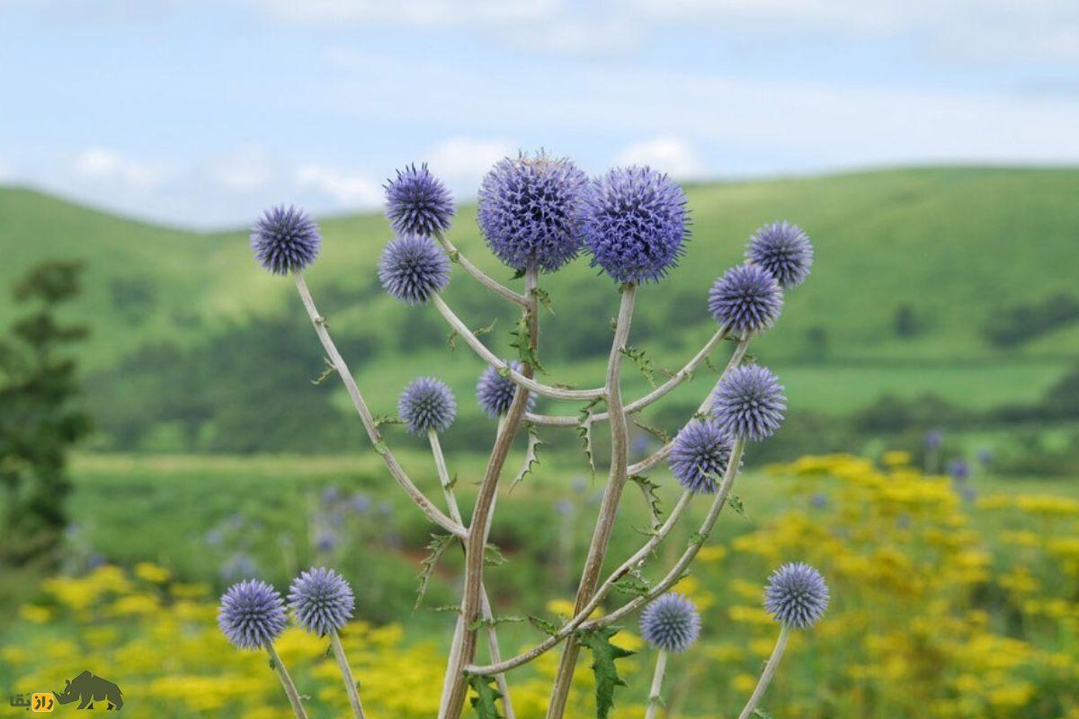 شکرتیغال؛ گیاهی دارویی که حاصل ترکیب آب‌دهان سوسک خزوک و گیاه تیغال است و سرفه را درمان می‌کند