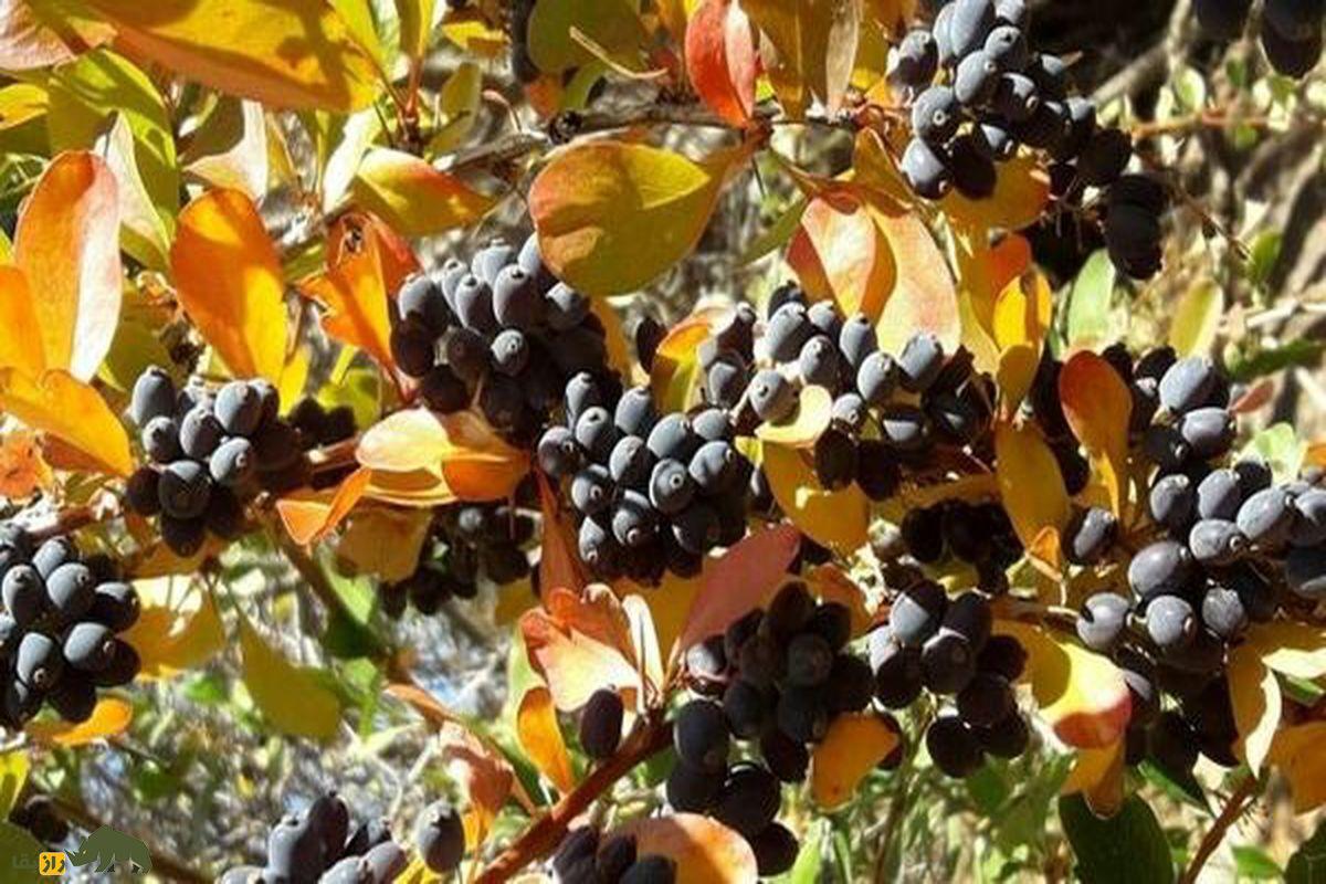 زرشک سیاه؛ گنجینه گمشده خراسان که از زعفران هم نایابتر است زرشک سیاه؛ گنجینه گمشده خراسان که از زعفران هم نایابتر است