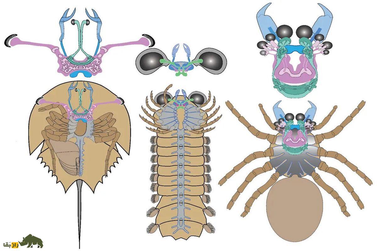 کشف شگفت‌انگیز مغز وارونه جانور باستانی؛ راز منشأ عنکبوت‌ها فاش شد!