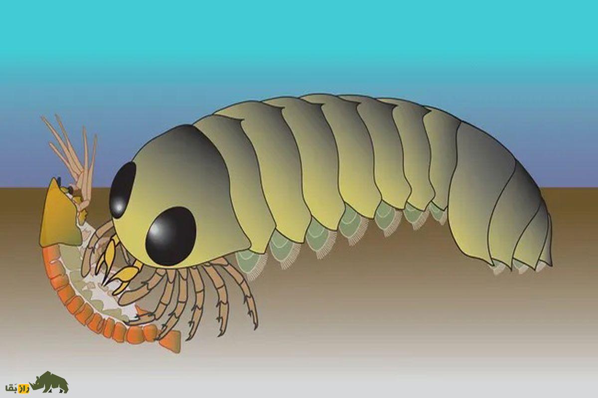 کشف شگفت‌انگیز مغز وارونه جانور باستانی؛ راز منشأ عنکبوت‌ها فاش شد!