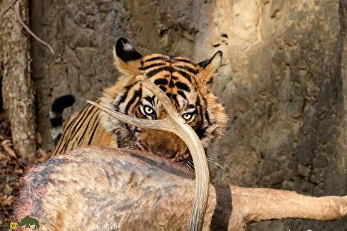 ویدئو | شکار گوزن توسط ببر جلوی چشمان گردشگران