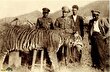 ببر مازندران؛ شکارچی غول‌پیکر و منقرض شده ایران و ماجرای تلخ الاغ مریضی که پروژه احیای ببر ایرانی را به باد داد!