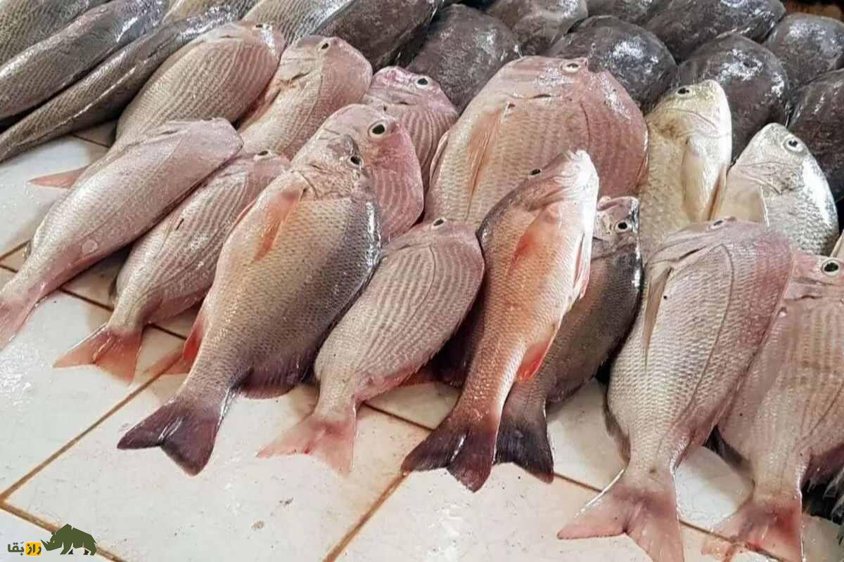 پرورش ماهی تیلاپیا در استخر‌های شور ورزنه؛ آیا آب شور هم می‌تواند سفره‌ساز باشد؟