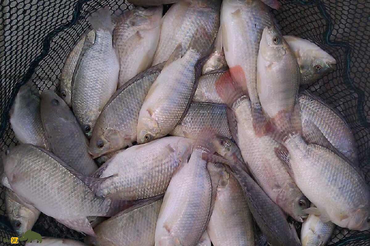 پرورش ماهی تیلاپیا در استخر‌های شور ورزنه؛ آیا آب شور هم می‌تواند سفره‌ساز باشد؟