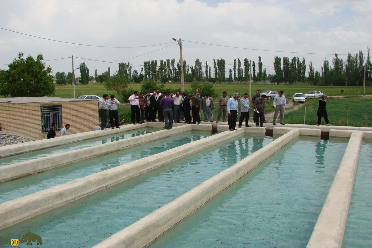 پرورش ماهی تیلاپیا در استخر‌های شور ورزنه؛ آیا آب شور هم می‌تواند سفره‌ساز باشد؟