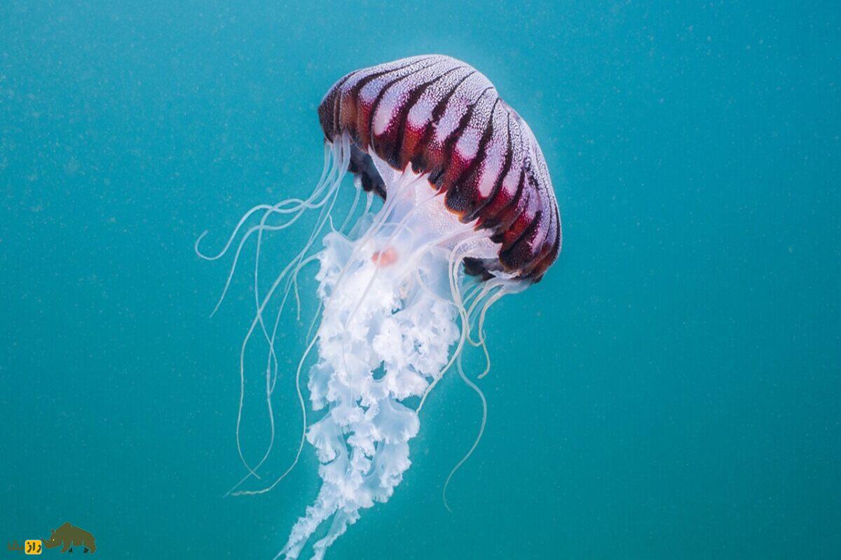 کشف مانع ناشناخته در اعماق اقیانوس اطلس؛ چرا برخی گونهها هرگز از قطب شمال به اقیانوس اطلس نمیرسند؟ کشف مانع ناشناخته در اعماق اقیانوس اطلس؛ چرا برخی گونهها هرگز از قطب شمال به اقیانوس اطلس نمیرسند؟
