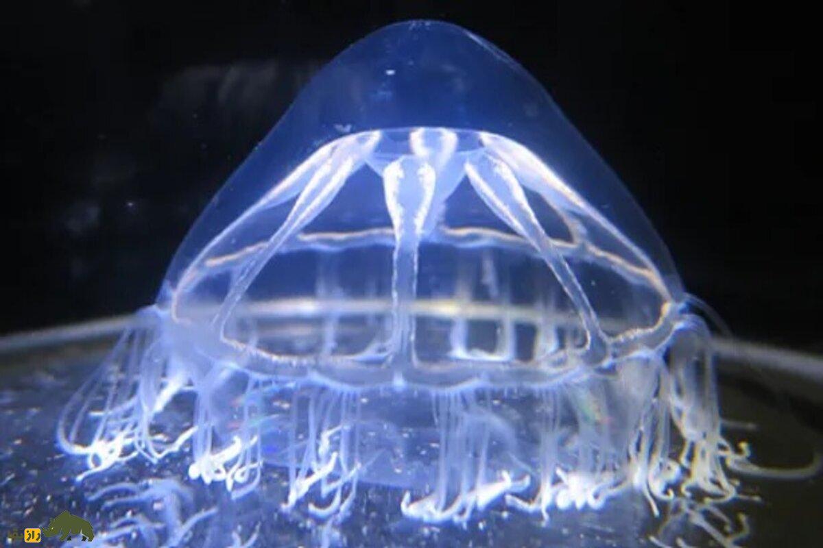 کشف مانع ناشناخته در اعماق اقیانوس اطلس؛ چرا برخی گونهها هرگز از قطب شمال به اقیانوس اطلس نمیرسند؟ کشف مانع ناشناخته در اعماق اقیانوس اطلس؛ چرا برخی گونهها هرگز از قطب شمال به اقیانوس اطلس نمیرسند؟