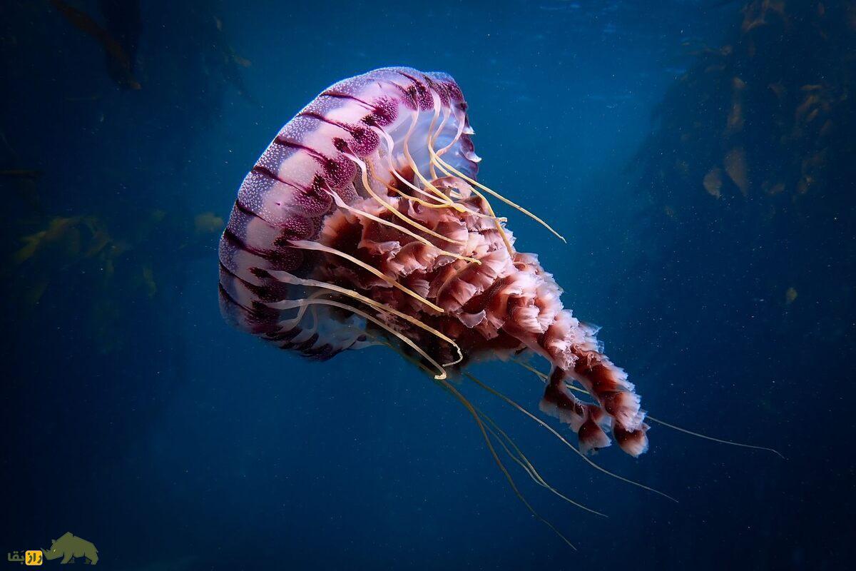 کشف مانع ناشناخته در اعماق اقیانوس اطلس؛ چرا برخی گونهها هرگز از قطب شمال به اقیانوس اطلس نمیرسند؟ کشف مانع ناشناخته در اعماق اقیانوس اطلس؛ چرا برخی گونهها هرگز از قطب شمال به اقیانوس اطلس نمیرسند؟