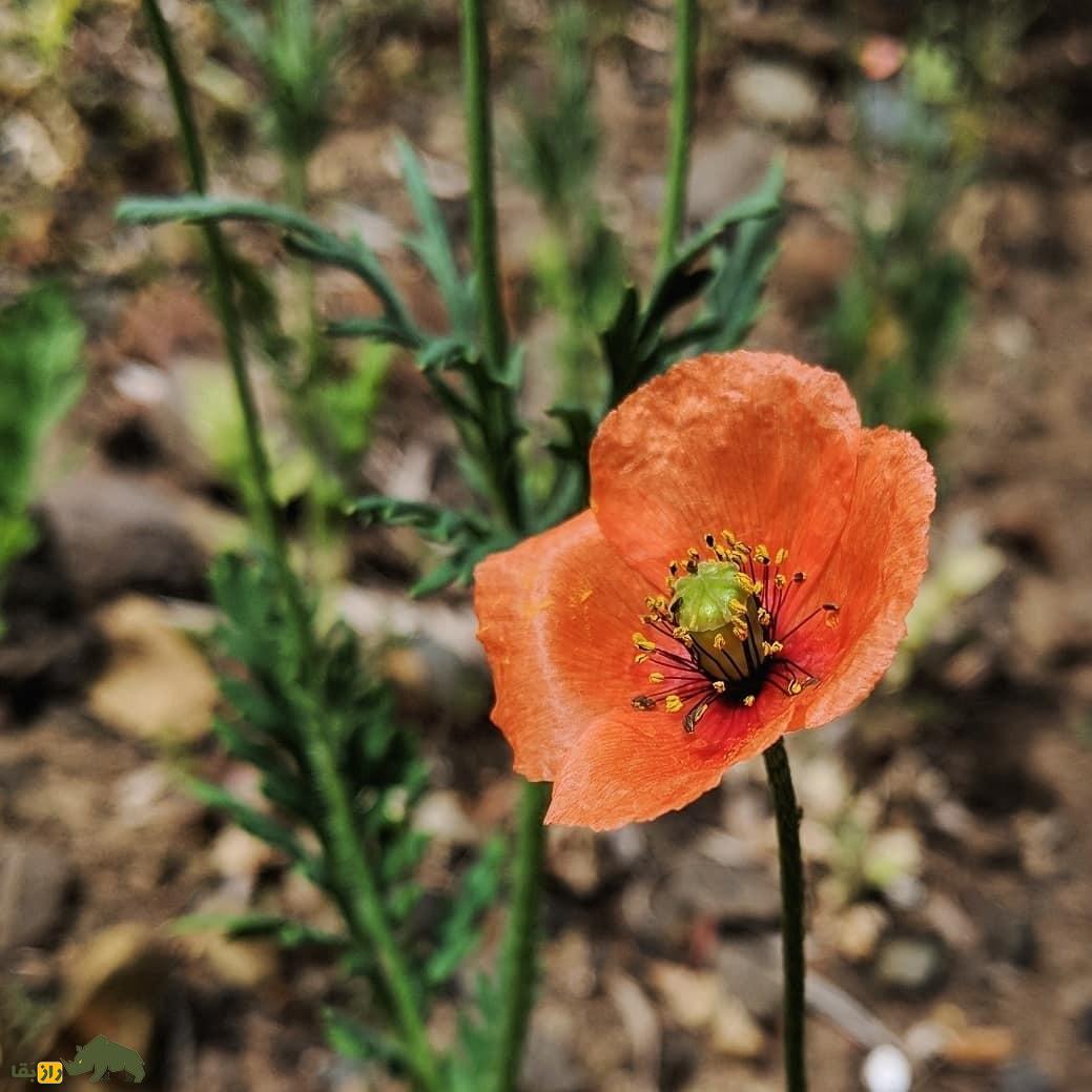 تریاک کوهی یا خشخاش هرز؛ گیاهی بومی اصفهان و شیراز که قویترین مسکن گیاهی ایران است تریاک کوهی یا خشخاش هرز