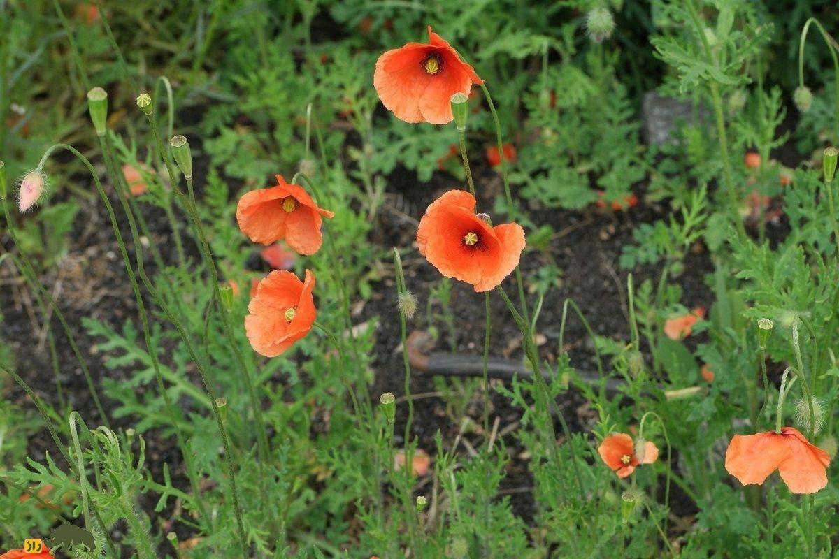 تریاک کوهی یا خشخاش هرز؛ گیاهی بومی اصفهان و شیراز که قویترین مسکن گیاهی ایران است تریاک کوهی یا خشخاش هرز