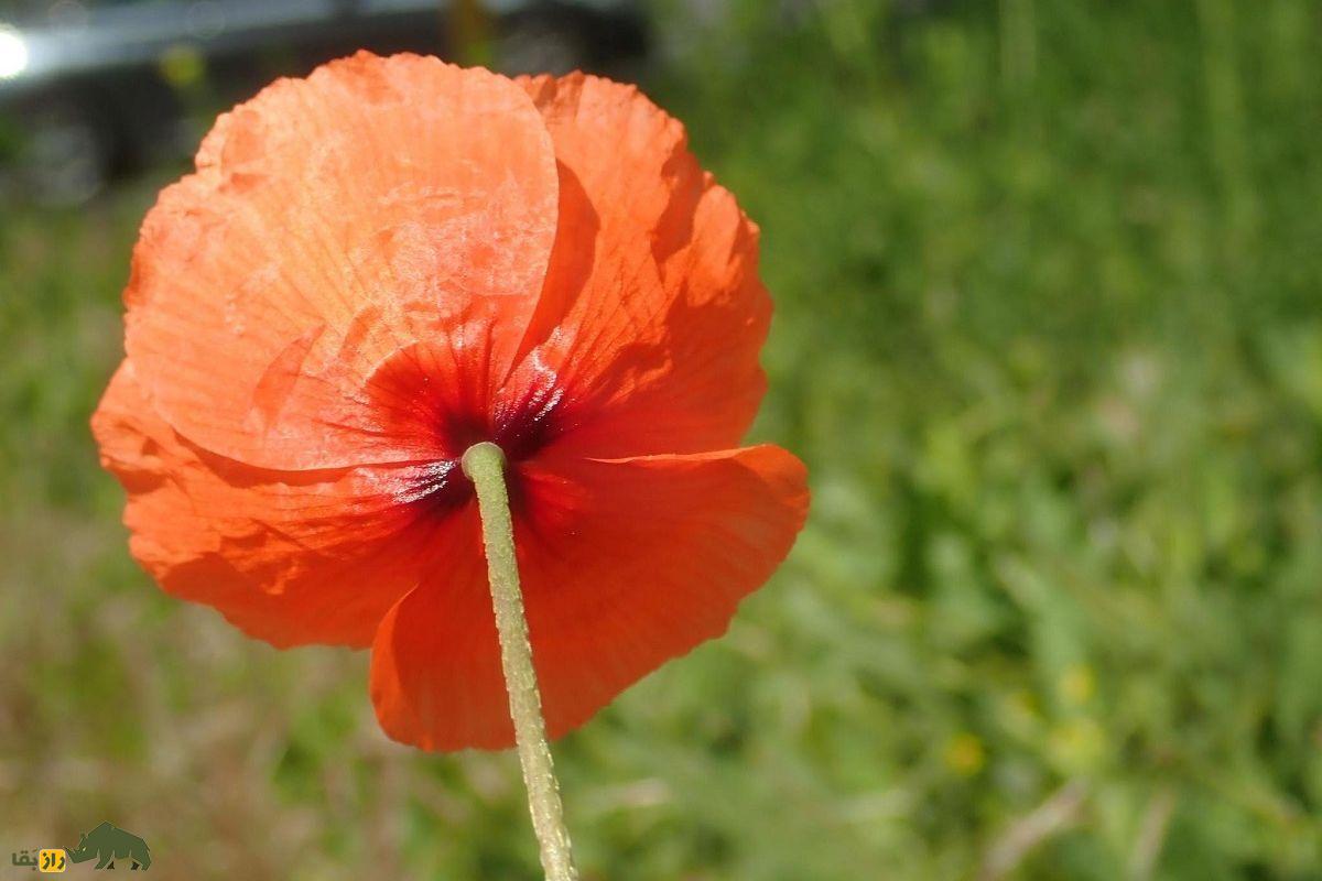 تریاک کوهی یا خشخاش هرز؛ گیاهی بومی اصفهان و شیراز که قویترین مسکن گیاهی ایران است تریاک کوهی یا خشخاش هرز