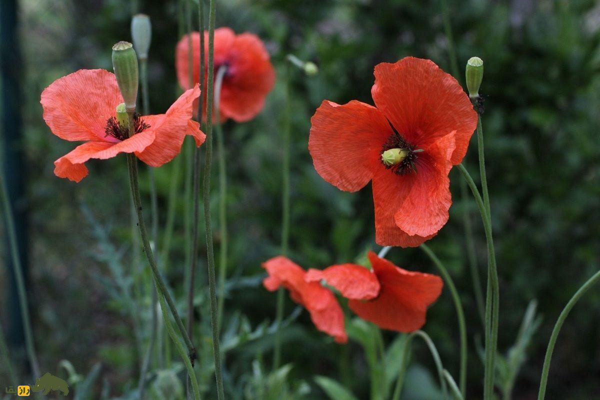 تریاک کوهی یا خشخاش هرز؛ گیاهی بومی اصفهان و شیراز که قویترین مسکن گیاهی ایران است تریاک کوهی یا خشخاش هرز