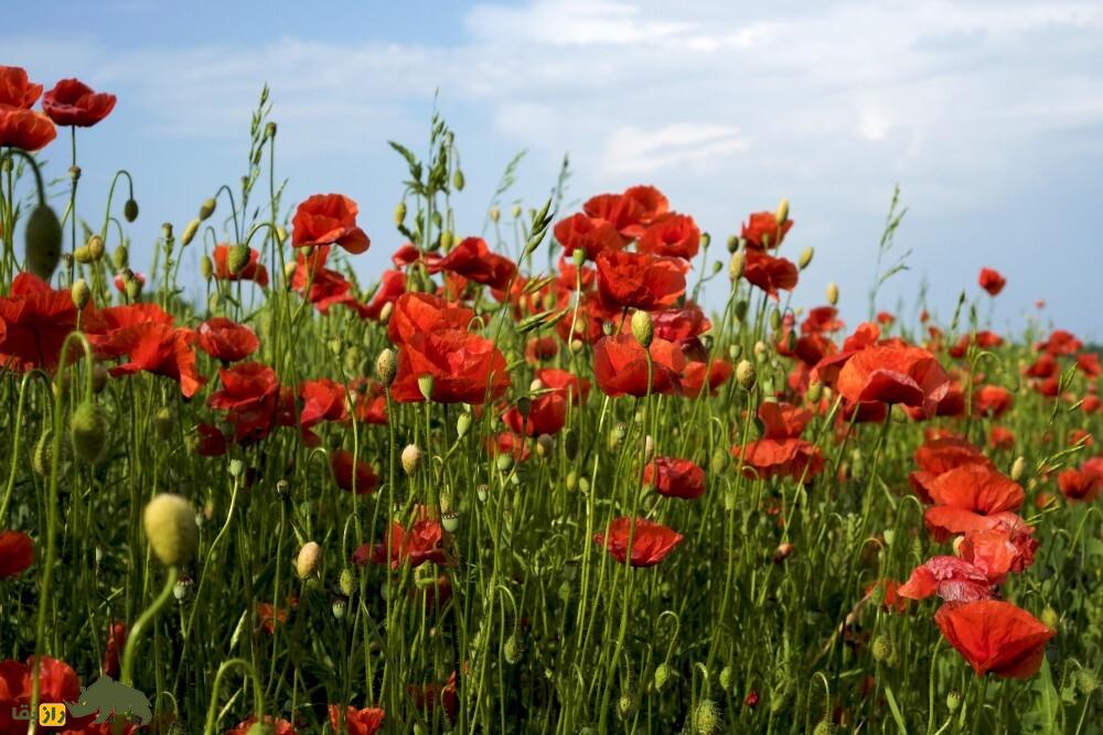 تریاک کوهی یا خشخاش هرز؛ گل شقایق زیبایی که در کوههای زاگرس زیاد است و خاصیت تریاک دارد تریاک کوهی یا خشخاش هرز؛ گل شقایق زیبایی که در کوههای زاگرس زیاد است و خاصیت تریاک دارد