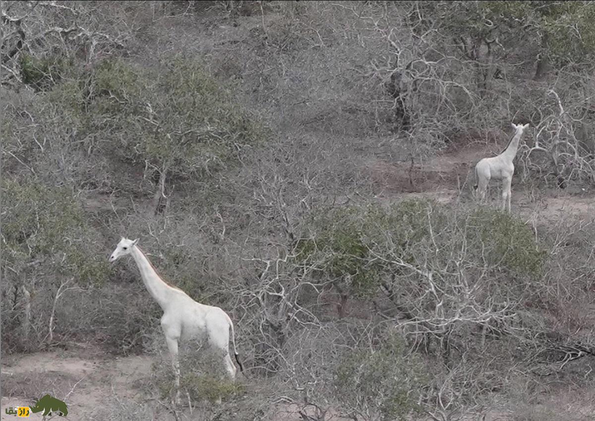 زرافه سفید؛ زرافهای کاملا سفید در قلب آفریقا که حیرت تمامی جانورشناسان را برانگیخت زرافه سفید