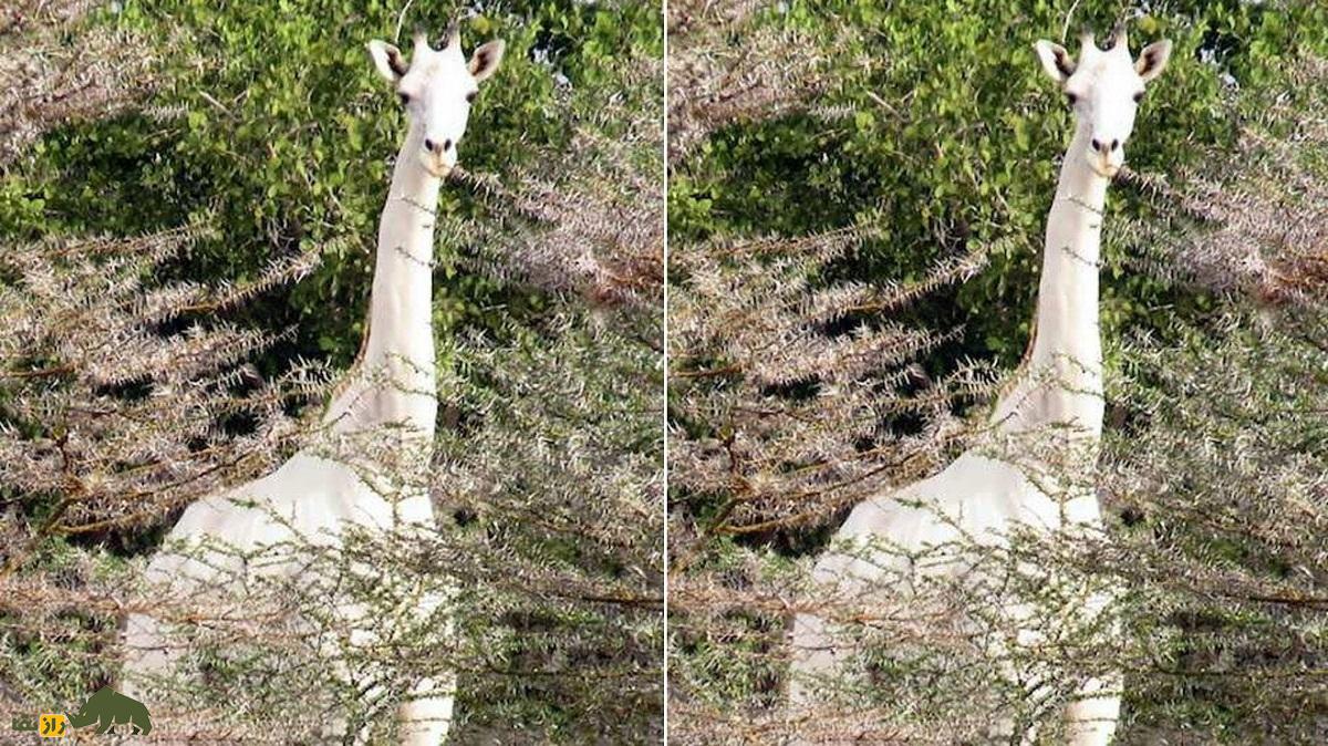 زرافه سفید؛ زرافهای کاملا سفید در قلب آفریقا که حیرت تمامی جانورشناسان را برانگیخت زرافه سفید
