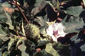 تاتوره یا گل دیوانه؛ سمیترین گیاه دارویی جهان با خواص دارویی، توهمزا و مرگآور که باندهای خلافکار از آن استفاده میکنند!