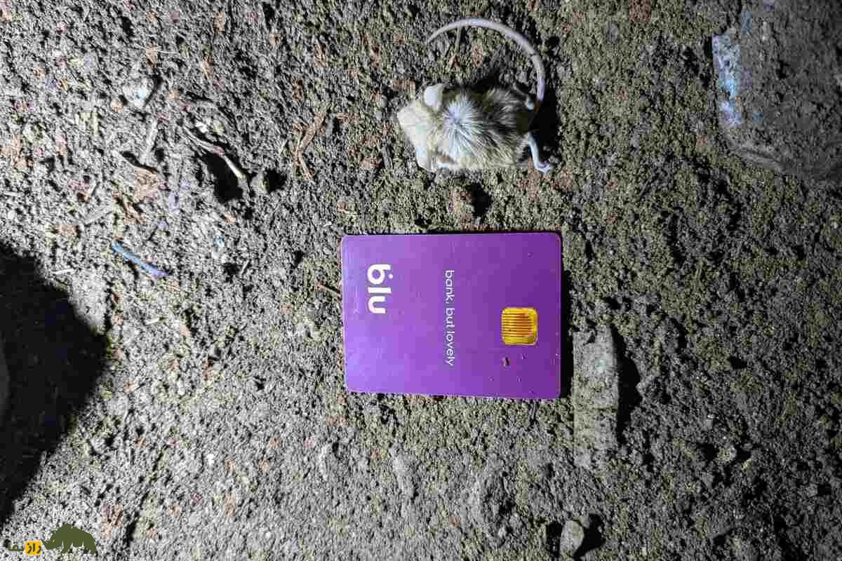 زیباموش زاگرسی؛ جونده‌ای که دم‌بلندش راز بقایش در کوه‌های زاگرس است!