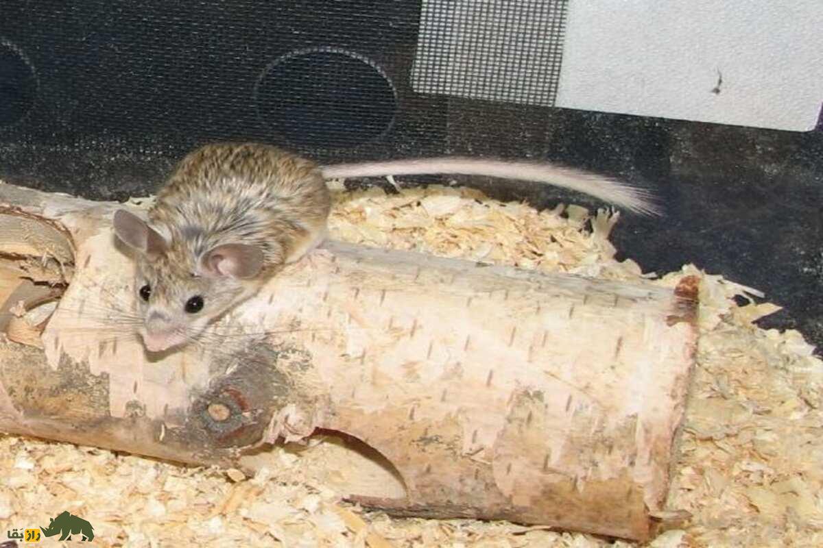 زیباموش زاگرسی؛ جونده‌ای که دم‌بلندش راز بقایش در کوه‌های زاگرس است!