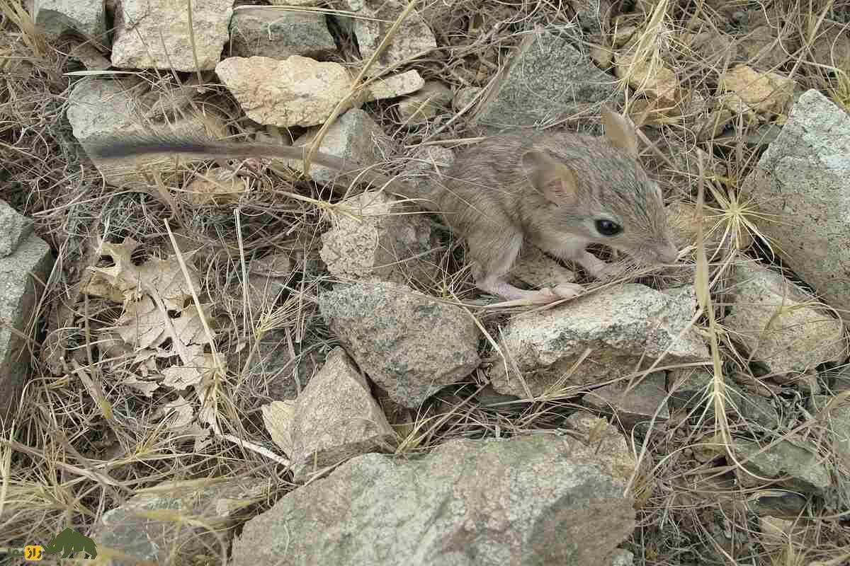 زیباموش زاگرسی؛ جونده‌ای که دم‌بلندش راز بقایش در کوه‌های زاگرس است!