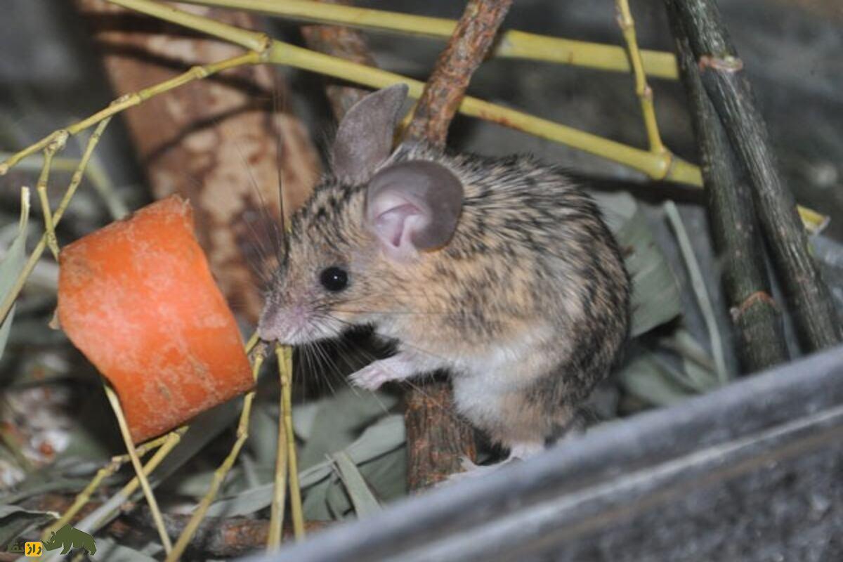 زیباموش زاگرسی؛ جونده‌ای که دم‌بلندش راز بقایش در کوه‌های زاگرس است!