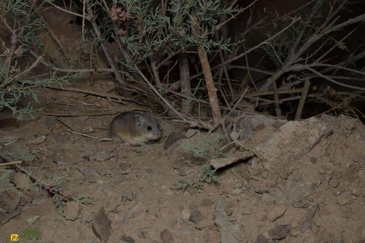 زیباموش زاگرسی؛ جونده‌ای که دم‌بلندش راز بقایش در کوه‌های زاگرس است!