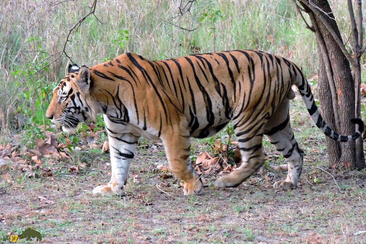 «ببر» بنگال