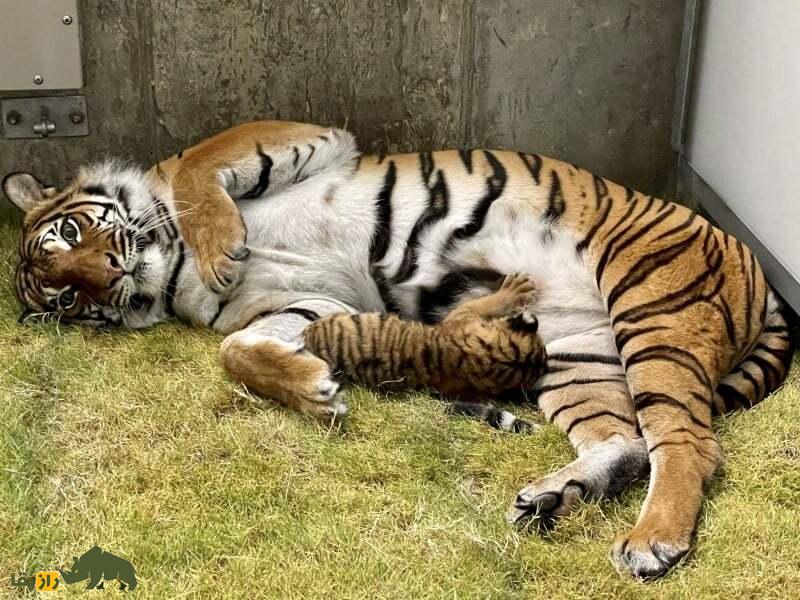 ببر در حال شیر دادن به توله هایش