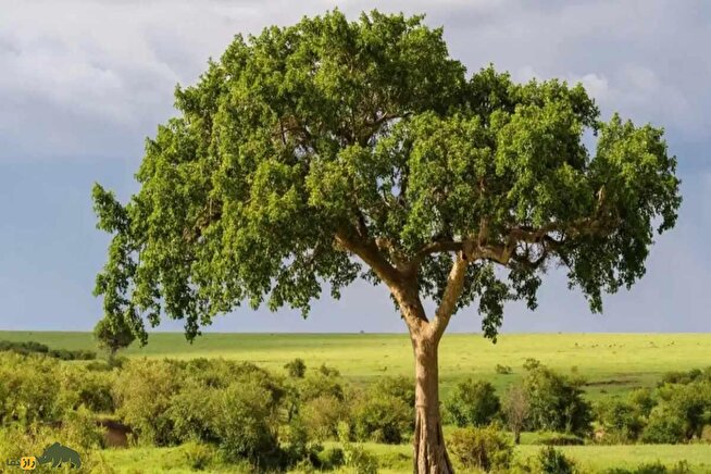 انجیر آفریقایی؛ عجیبترین درخت دنیا که هوا را به سنگ تبدیل میکند!
