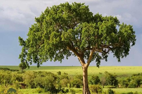 انجیر آفریقایی؛ عجیب‌ترین درخت دنیا که هوا را به سنگ تبدیل می‌کند!