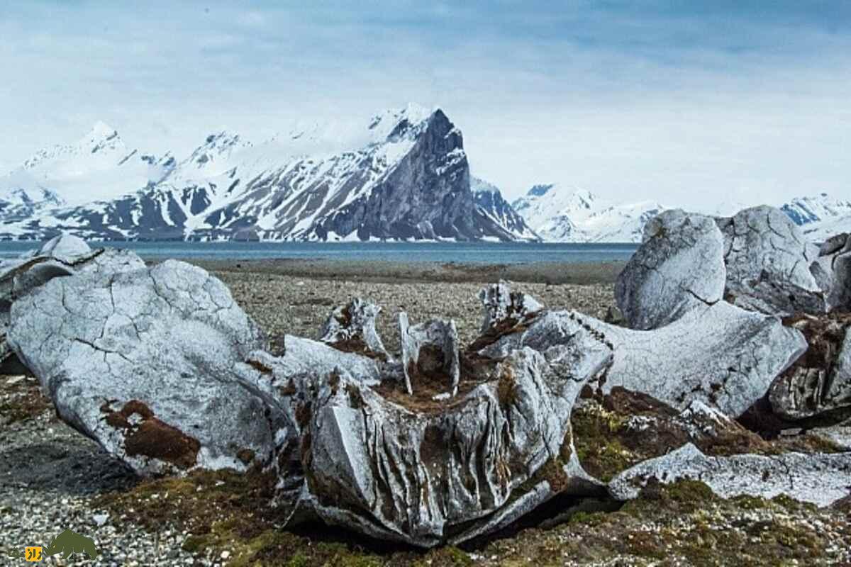 کشف گورستان نهنگ‌های باستانی زیر یخچال‌های در حال ذوب روسیه