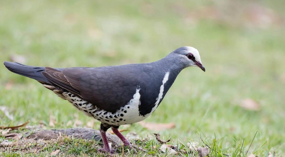کبوتر وونگا؛ کبوتر استرالیایی با ۴۰ سانت طول که ظاهر بسیار سادهای دارد و بسیار خجالتی است کبوتر وونگا