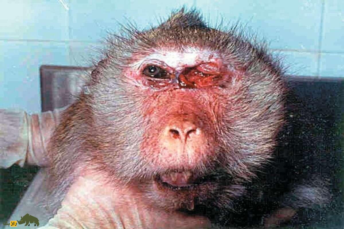 میمونهای خیابانی بیمار هند با پوست زخمی و موهای ریخته؛ چهرهای ترسناک و واقعی از رنج و بیماری میمونهای خیابانی بیمار هند با پوست زخمی و موهای ریخته؛ چهرهای ترسناک و واقعی از رنج و بیماری