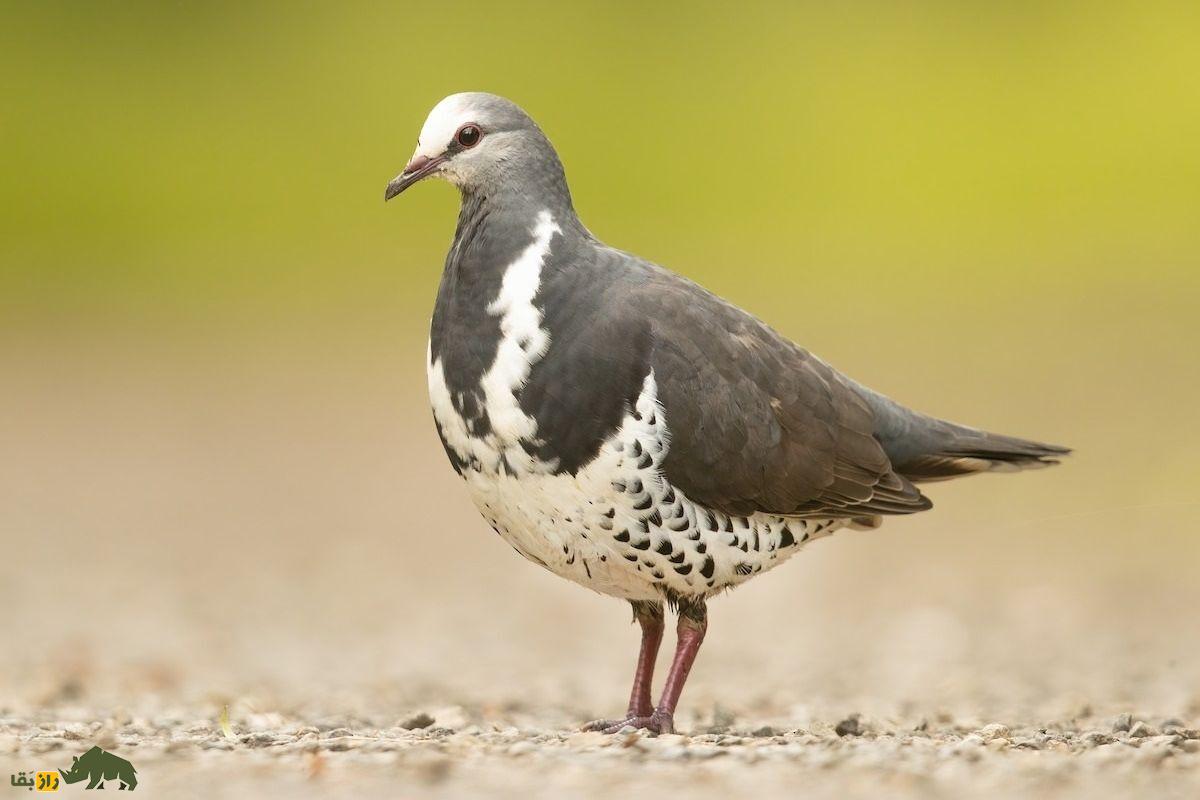 کبوتر وونگا