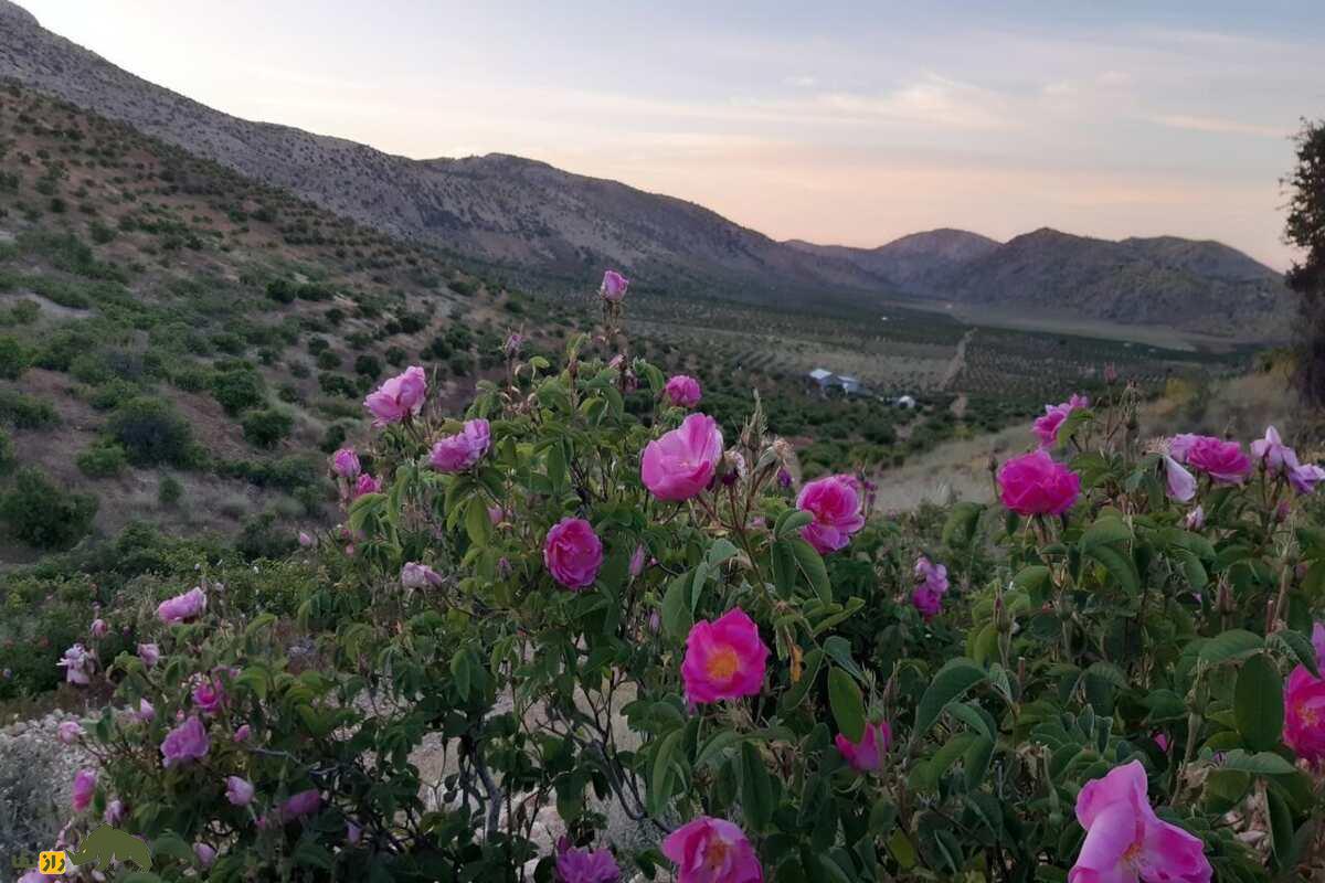 کشت گل محمدی در داراب؛ احیای زمینهای شیبدار و خشک با گلابگیری سنتی و درآمدی پایدار کشت گل محمدی در داراب؛ احیای زمینهای شیبدار و خشک با گلابگیری سنتی و درآمدی پایدار