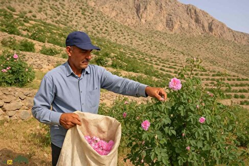 کشت گل محمدی در داراب؛ روایت واقعی از یک کشاورزی کم‌مصرف و پر درآمد که مردم روستا را ثروتمند کرد