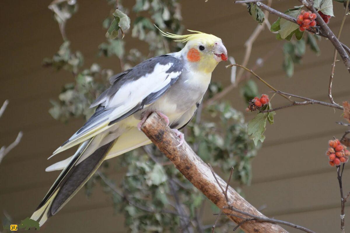 جفت‌گیری عروس هلندی با مرغ عشق؛ راز تولید جوجه‌های دورگه آیا جوجه‌ای از این ترکیب حاصل می‌شود؟