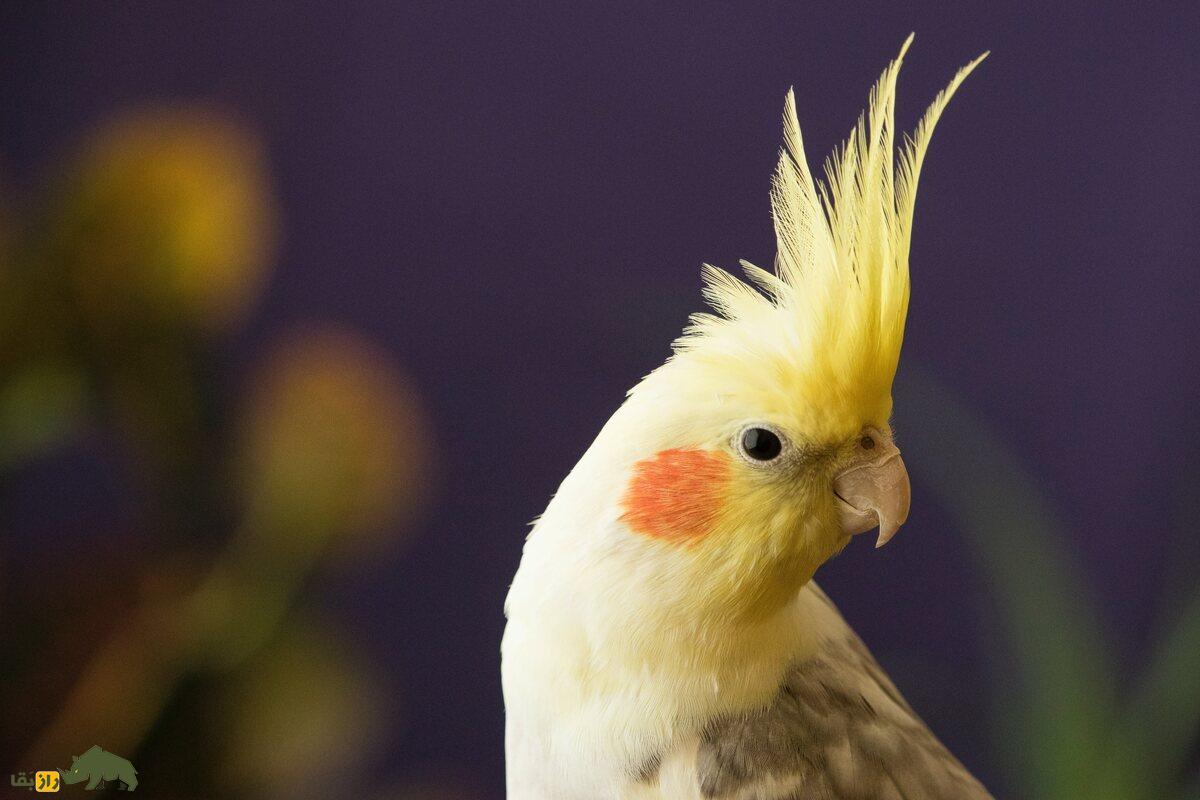 جفت‌گیری عروس هلندی با مرغ عشق؛ راز تولید جوجه‌های دورگه آیا جوجه‌ای از این ترکیب حاصل می‌شود؟