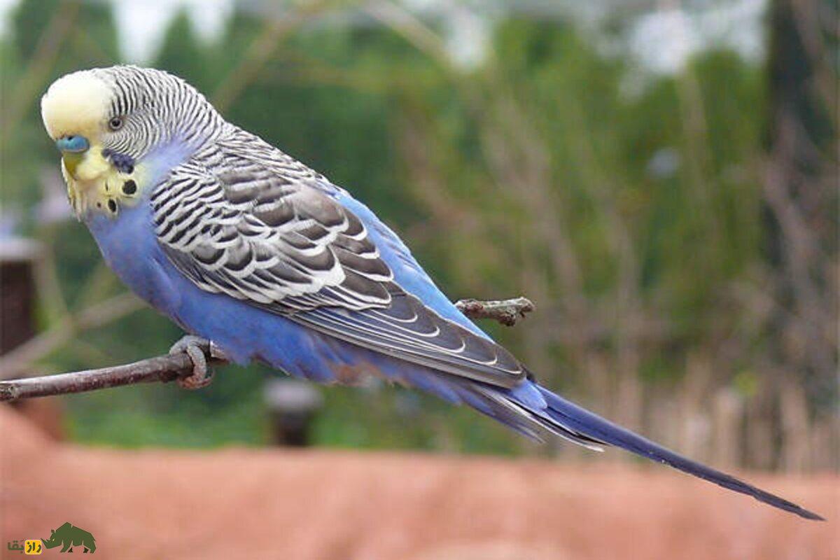 جفت‌گیری عروس هلندی با مرغ عشق؛ راز تولید جوجه‌های دورگه آیا جوجه‌ای از این ترکیب حاصل می‌شود؟