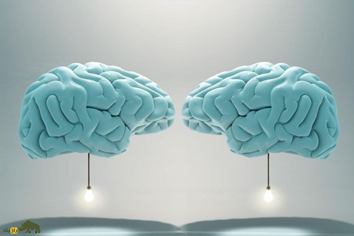 انسان دو مغز