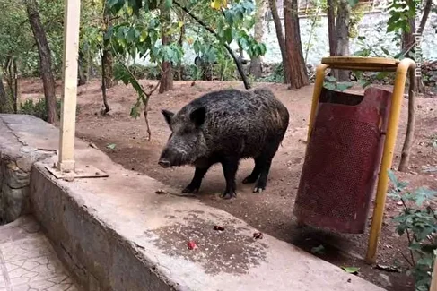 ویدئو | حضور عجیب گراز در بیمارستان لواسانی تهران