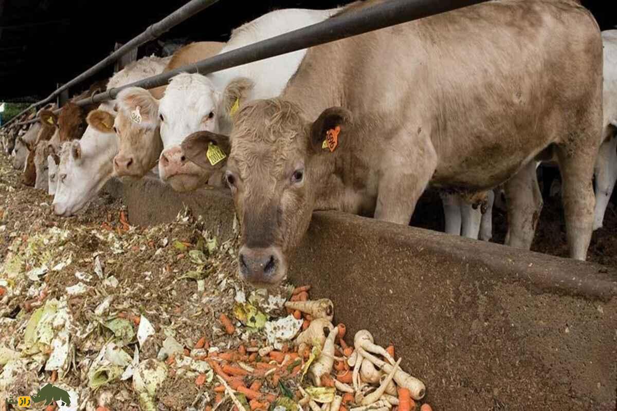 راهنمای عملی دامداران؛ چگونه با استفاده از مواد بومی، خوراکی ارزان و مقوی برای دام‌ها تهیه کنیم؟