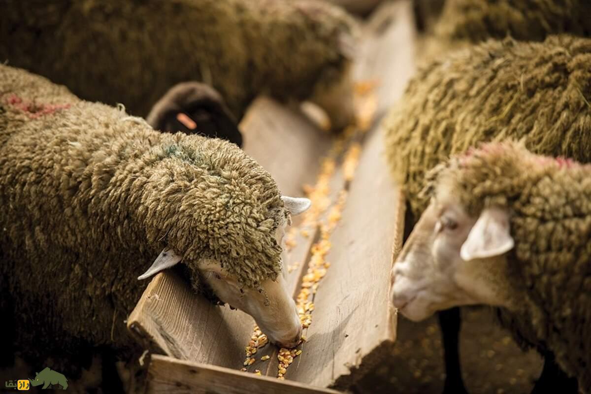 چگونه با استفاده از مواد بومی، خوراکی ارزان و مقوی برای دام‌ها تهیه کنیم؟ راهنمای عملی دامداران