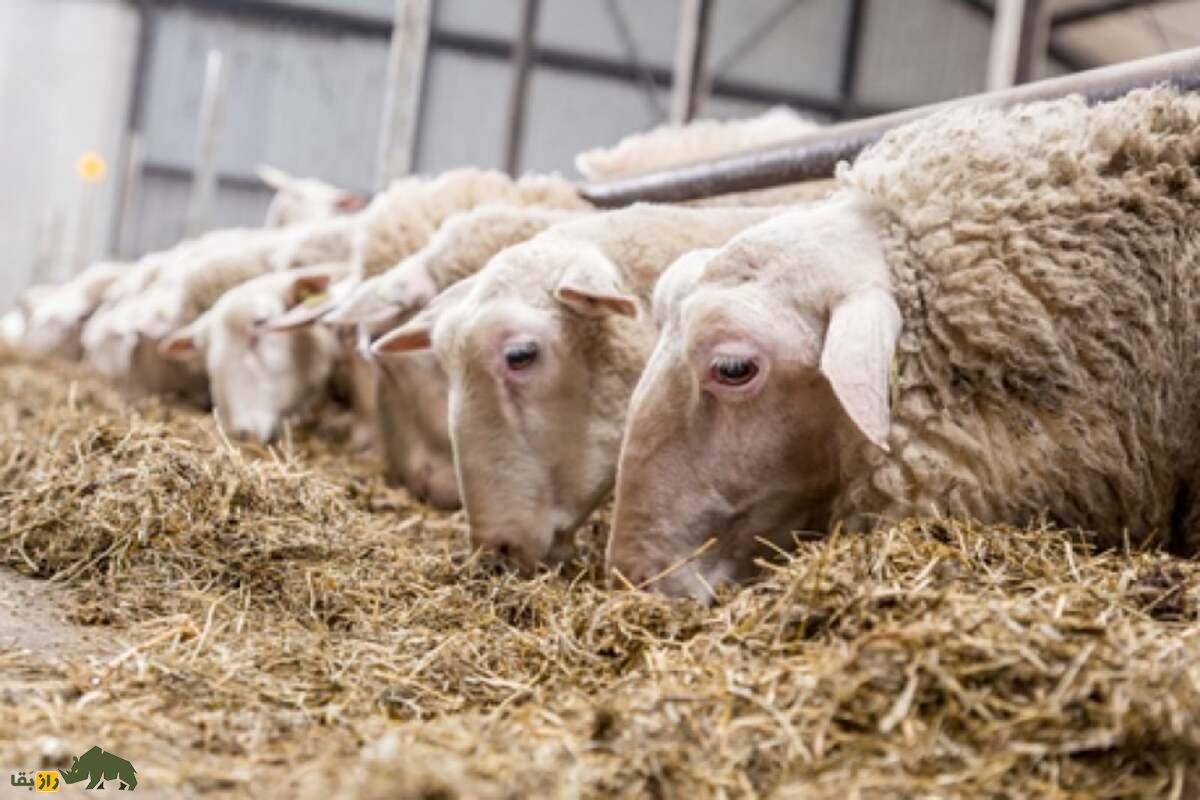 چگونه با استفاده از مواد بومی، خوراکی ارزان و مقوی برای دام‌ها تهیه کنیم؟ راهنمای عملی دامداران