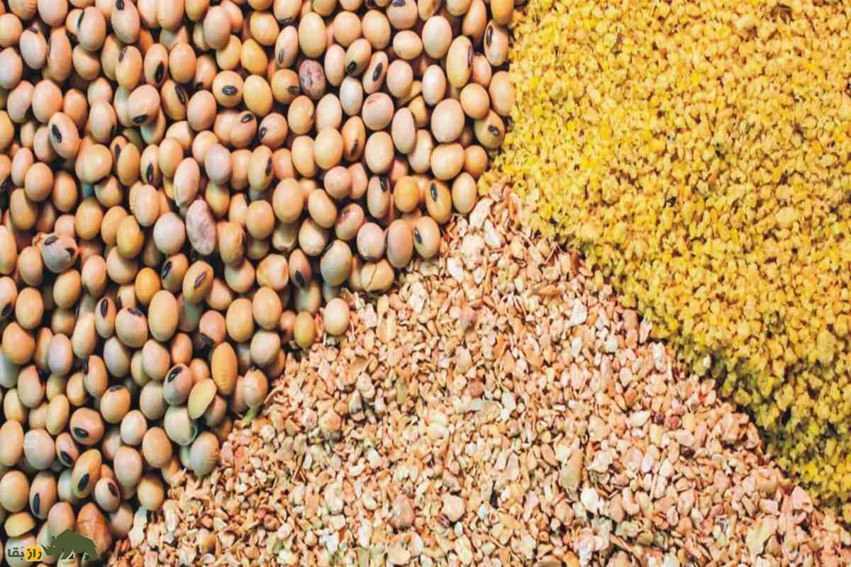 چگونه با استفاده از مواد بومی، خوراکی ارزان و مقوی برای دام‌ها تهیه کنیم؟ راهنمای عملی دامداران