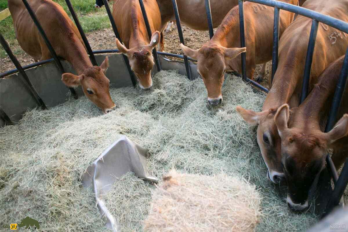چگونه با استفاده از مواد بومی، خوراکی ارزان و مقوی برای دام‌ها تهیه کنیم؟ راهنمای عملی دامداران