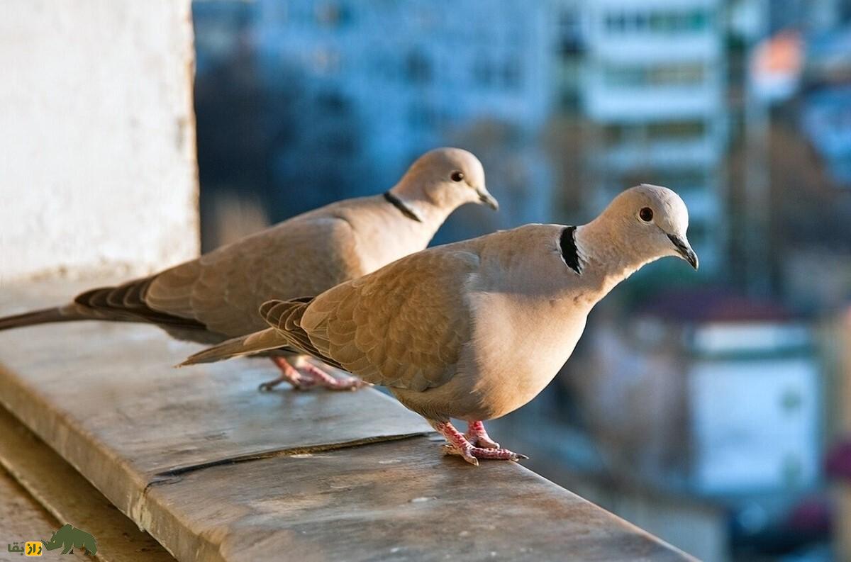 موسی کو تقی؛ پرنده معروف به «قمری خندان» که هنگام ترس میخندد و چند روز برای مردهها عزاداری میکند موسی کو تقی