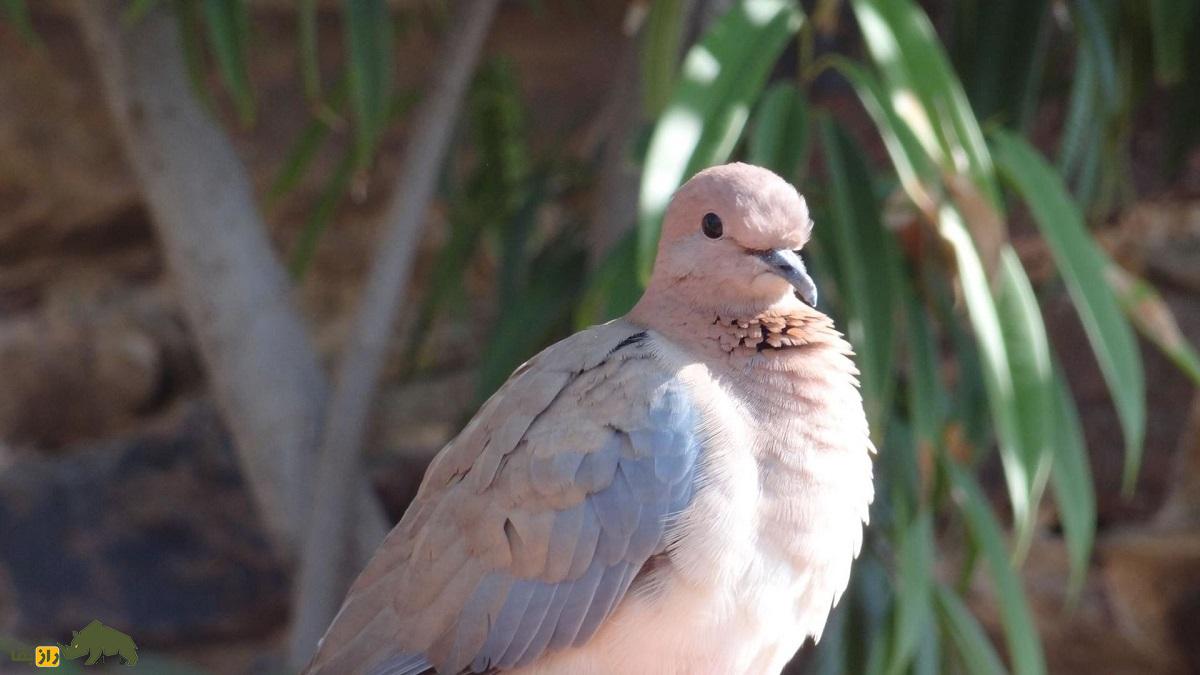 موسی کو تقی؛ پرنده معروف به «قمری خندان» که هنگام ترس میخندد و چند روز برای مردهها عزاداری میکند موسی کو تقی