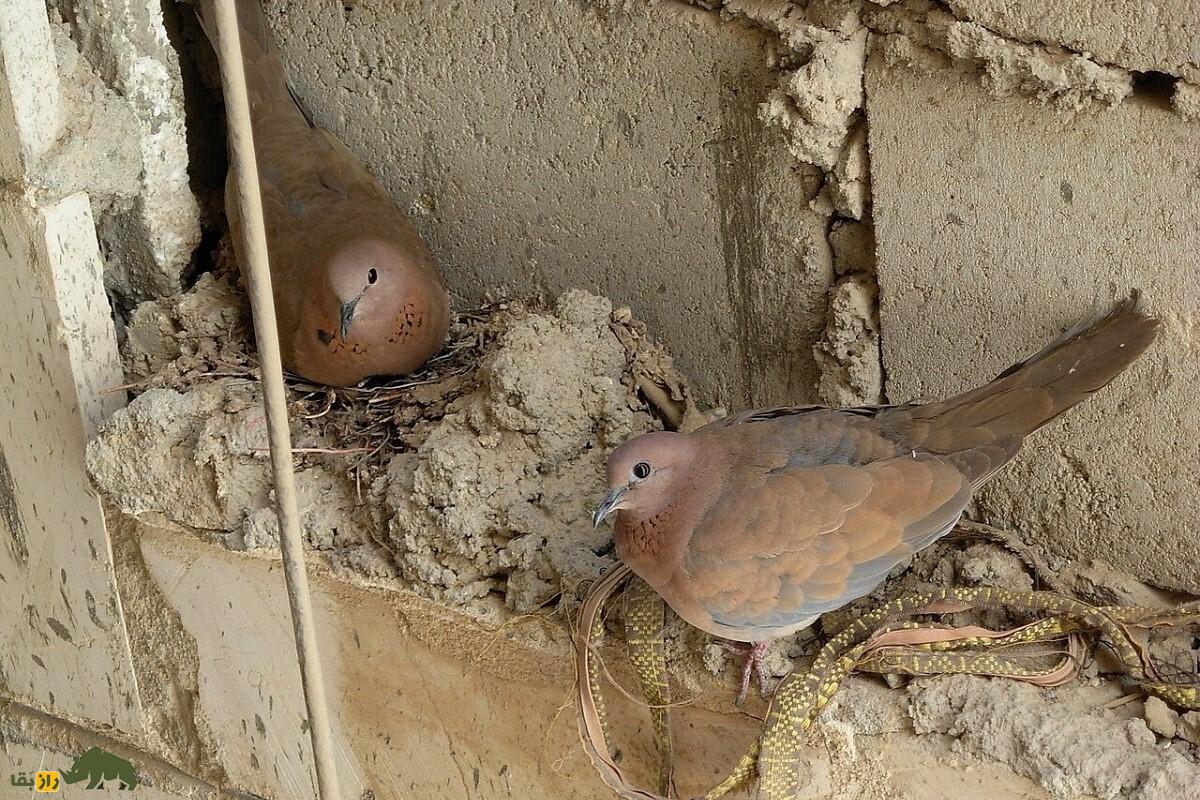 موسی کو تقی؛ پرنده معروف به «قمری خندان» که هنگام ترس میخندد و چند روز برای مردهها عزاداری میکند موسی کو تقی
