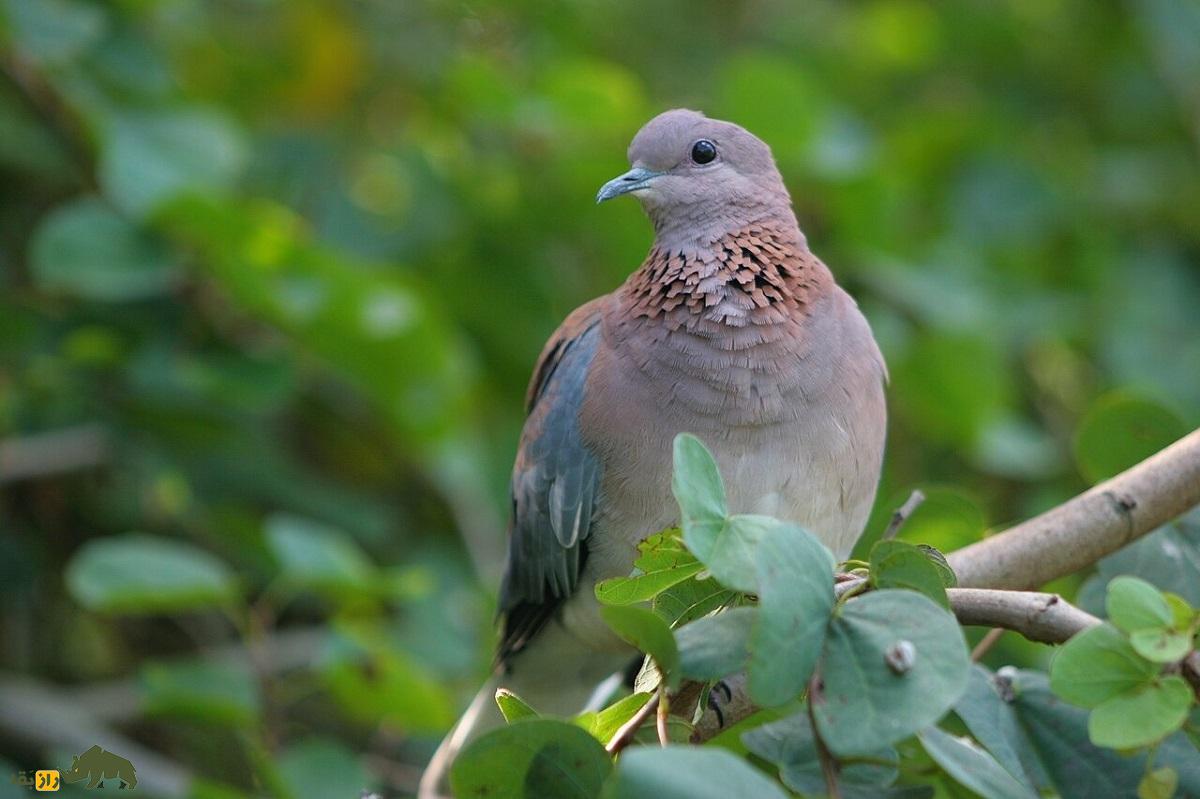 موسی کو تقی؛ پرنده معروف به «قمری خندان» که هنگام ترس میخندد و چند روز برای مردهها عزاداری میکند موسی کو تقی