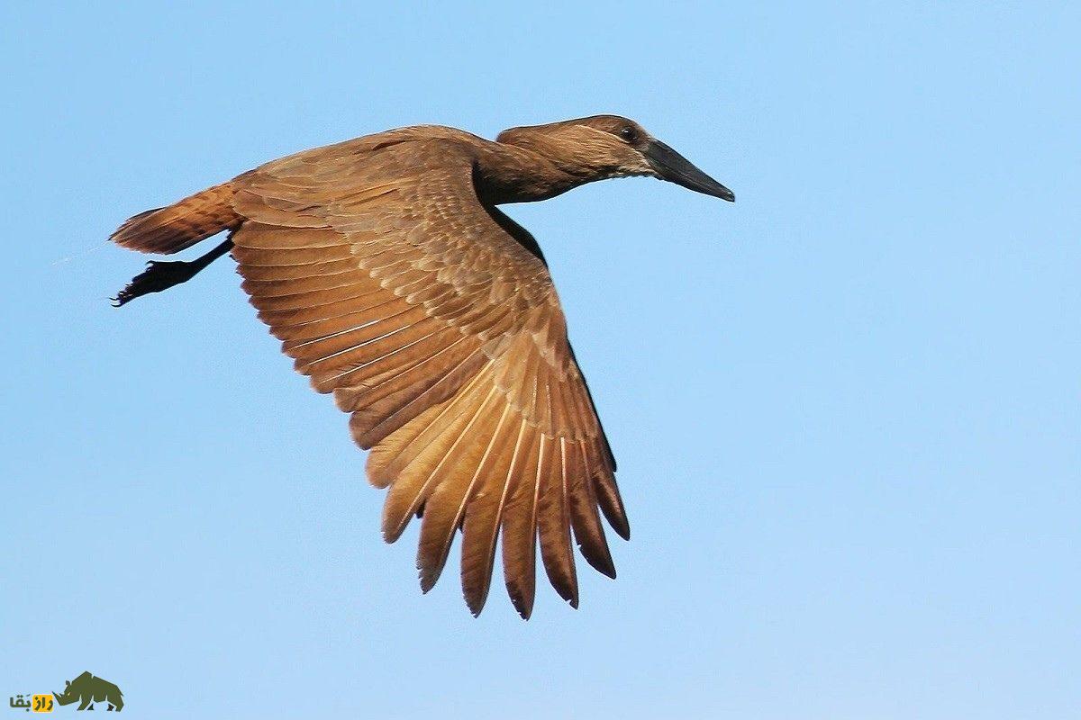 سرچکشی؛ پرندهای با ویژگیهای جادویی و سری شبیه چکش که در عربستان سعودی زندگی میکند سرچکشی